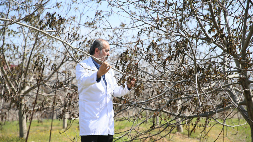 Türk akademisyenler geliştirdi: Zirai don bu cevizleri teğet geçti - Resim : 1