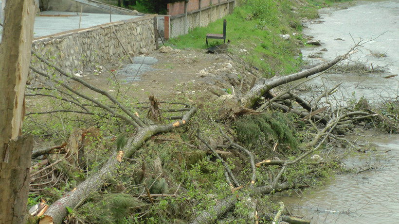 Kıyım kaldığı yerden: 'Temizliyoruz' dediler, bin 441 ağacı kestiler - Resim : 3
