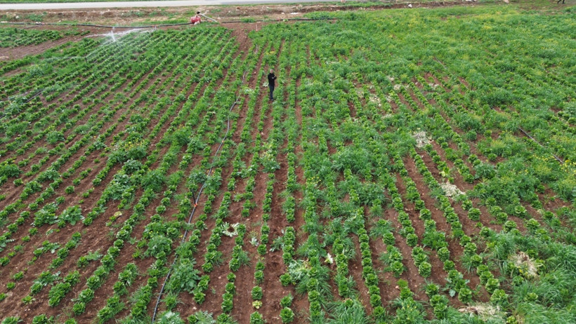 Çiftçi isyan etti: 'Tarlada 5 TL'ye veriyoruz, marketler 25 - 30 TL'ye satıyor' - Resim : 1