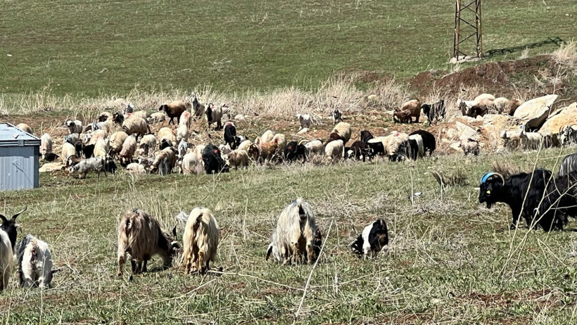 70 bin TL maaşla çoban bulamayan köylüler isyan etti: İthal edeceğiz - Resim : 2