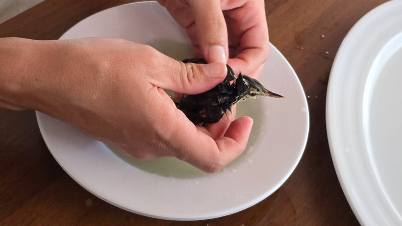 Bunu yapan 'insan': Dallara yapıştırıcı sürüp kuşların ölmesini beklediler - Resim : 3