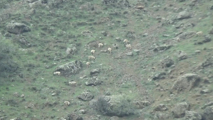 Nesli tehlike altında: Tunceli'de görüntülendi - Resim : 1