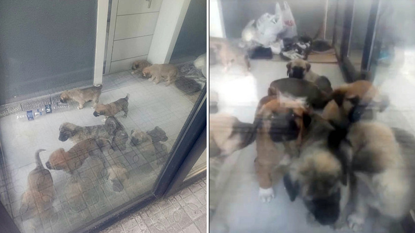 Hayvan cinayetinden tutuklanan doktor, polisleri suçladı - Resim : 1