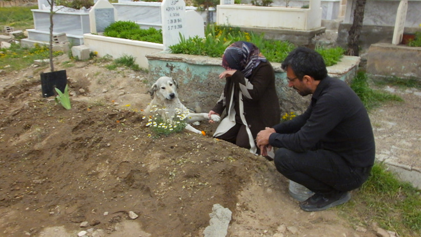 'Garip' isimli köpek, sahibinin mezarı başından ayrılmıyor - Resim : 1