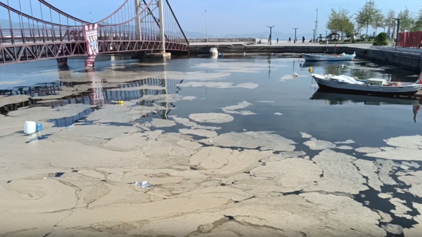 Marmara'nın kâbusu Bandırma kıyılarına dayandı - Resim : 1