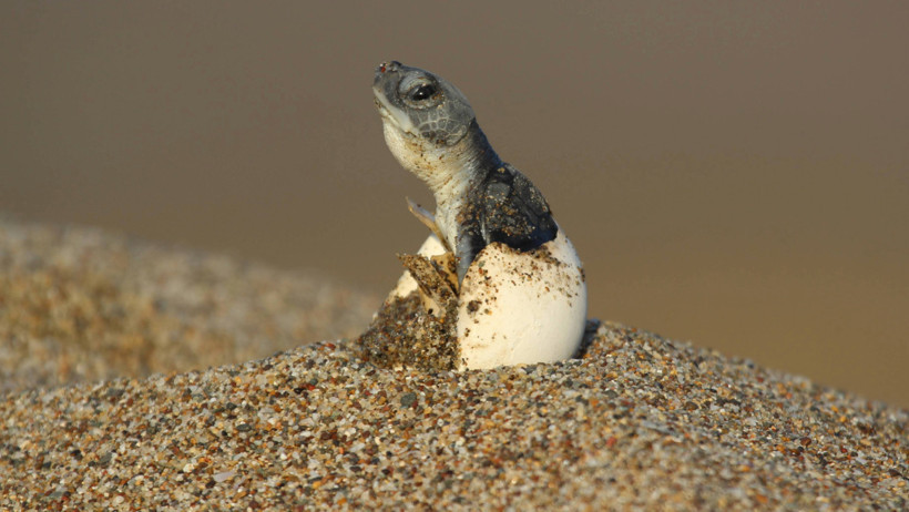 Yüzbinlerce yavru deniz kaplumbağası denizle buluştu - Resim : 3