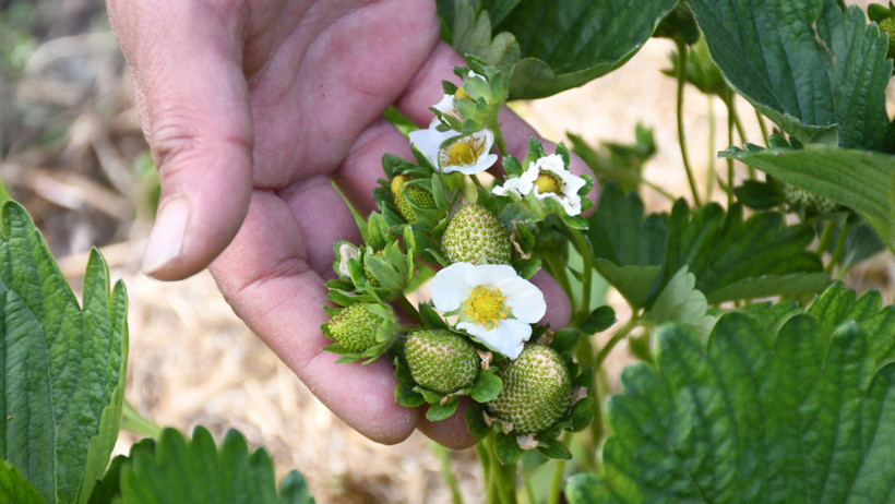 Ankara'yı terk edip Yozgat'ta üretici oldu: 'Taleplere yetişemiyorum' - Resim : 2