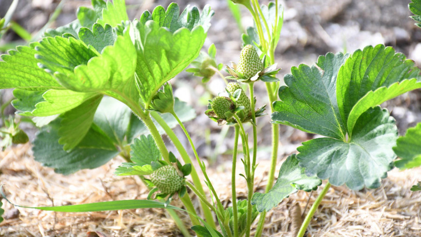 Ankara'yı terk edip Yozgat'ta üretici oldu: 'Taleplere yetişemiyorum' - Resim : 3