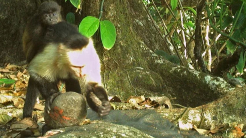 Sadece muz çalmıyorlarmış... Maymunlar başka türün yavrularını 'kaçırdı' - Resim : 1