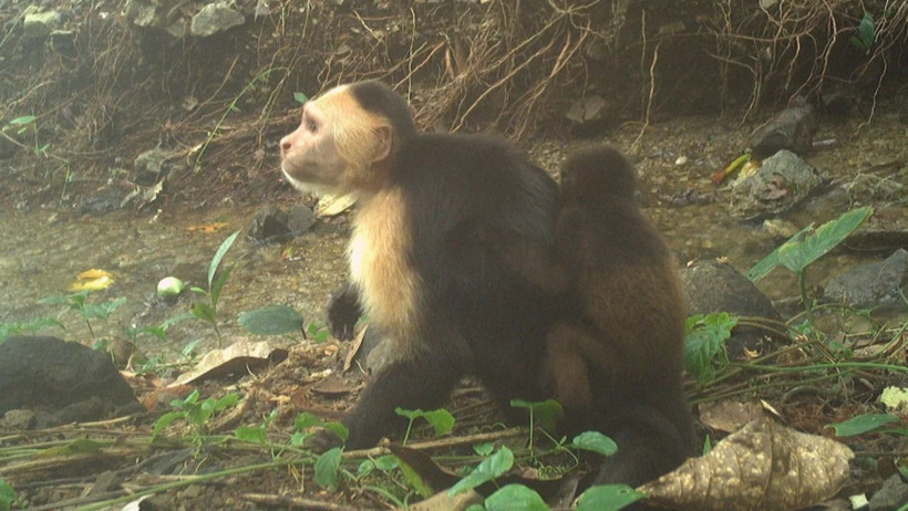 Sadece muz çalmıyorlarmış... Maymunlar başka türün yavrularını 'kaçırdı' - Resim : 2