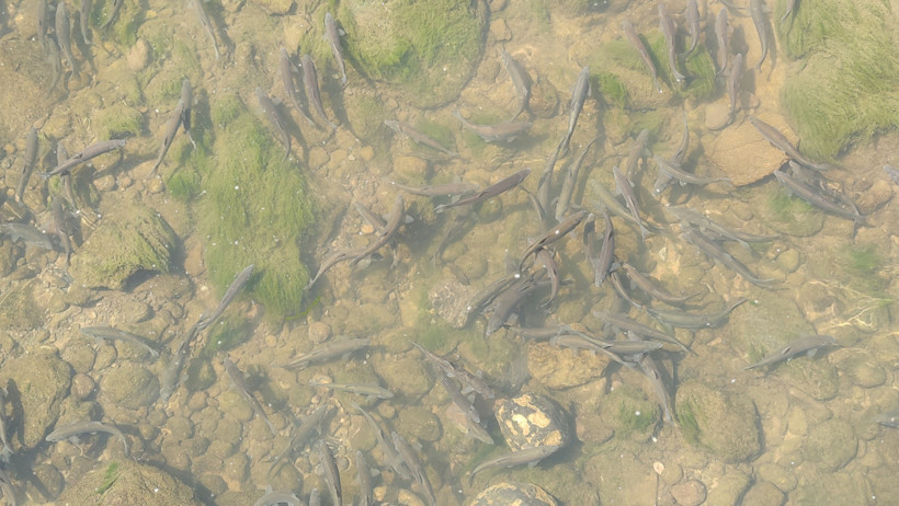 İnci kefali zıplamaya başladı: Ama bu yıl işler farklı olabilir - Resim : 1