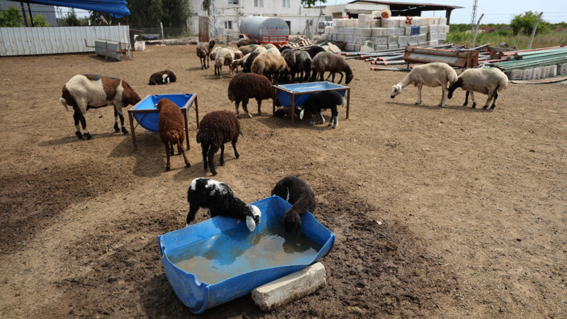 Zehirli kumpas 77 koyunu öldürdü: Kuzular annesiz kaldı - Resim : 2