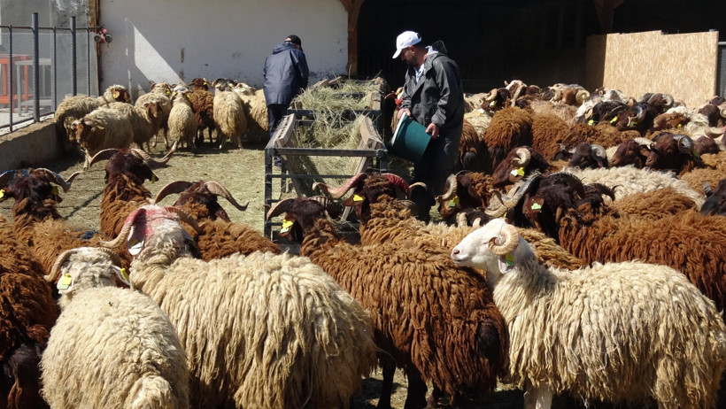 Üniversiteli koyunlar kurbanlık olarak satışa çıkarıldı - Resim : 1