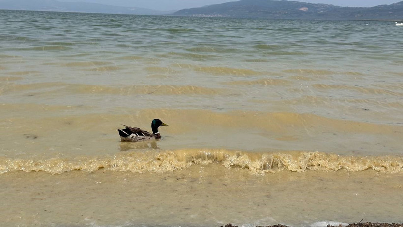 İznik Gölü can çekişiyor - Resim : 2