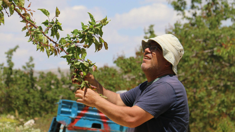 15 bin ağaçta bir tane çağla yok: Kayısıda büyük zarar - Resim : 1