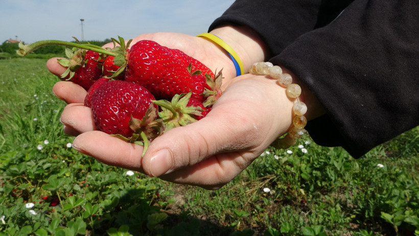 Zirai donun ardından ilk hasat: Kilosunu 125 liradan satıyorlar - Resim : 1