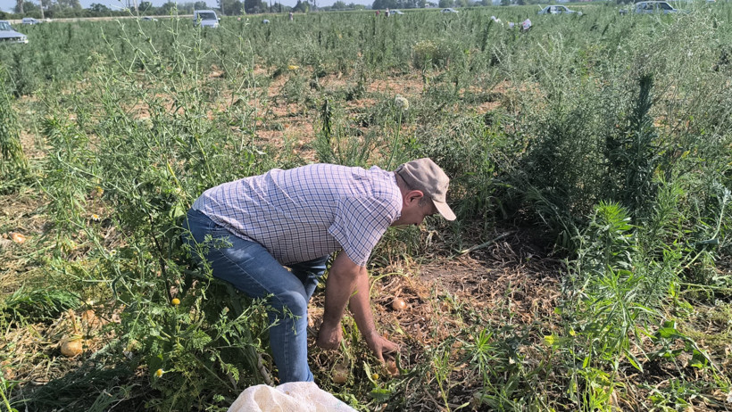 'Askıda' soğan: Çiftçi tarlasını açtı, duyan koştu - Resim : 1
