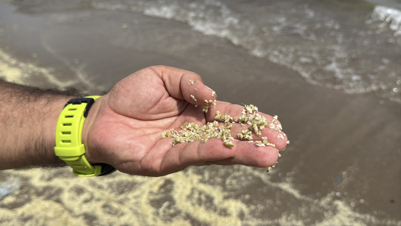 Mersin Körfezi’ni alglar sardı: Su değil yosun akıyor - Resim : 1