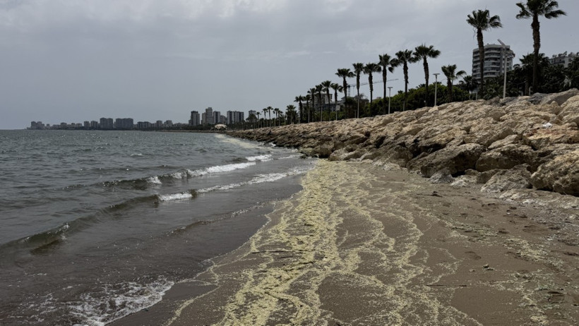 Mersin Körfezi’ni alglar sardı: Su değil yosun akıyor - Resim : 4