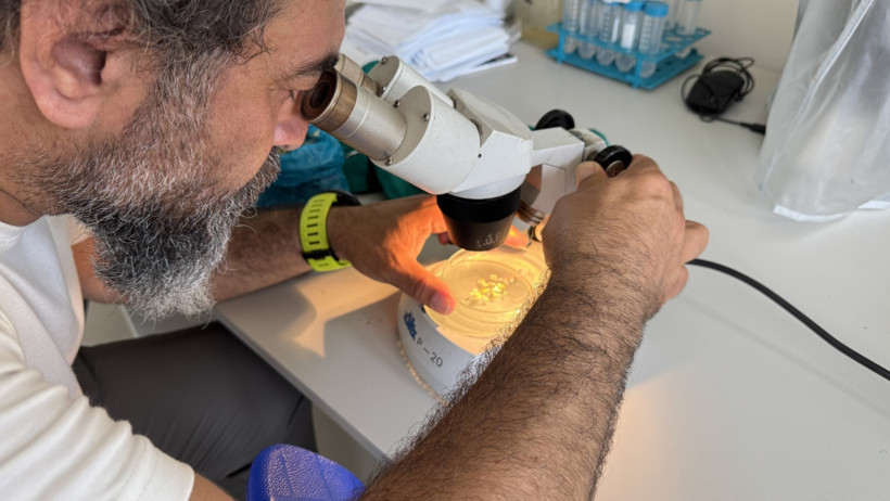 Mersin Körfezi’ni alglar sardı: Su değil yosun akıyor - Resim : 5