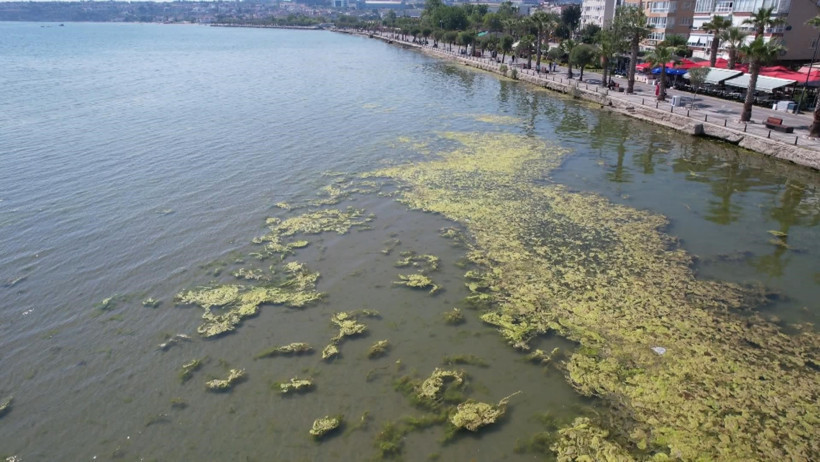 Denizin rengi değişti, sahili yosunlar sardı - Resim : 2