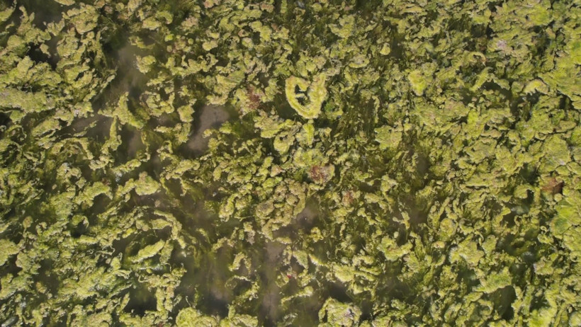 Denizin rengi değişti, sahili yosunlar sardı - Resim : 5