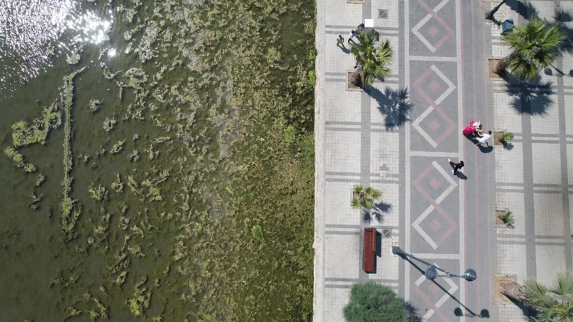 Denizin rengi değişti, sahili yosunlar sardı - Resim : 4