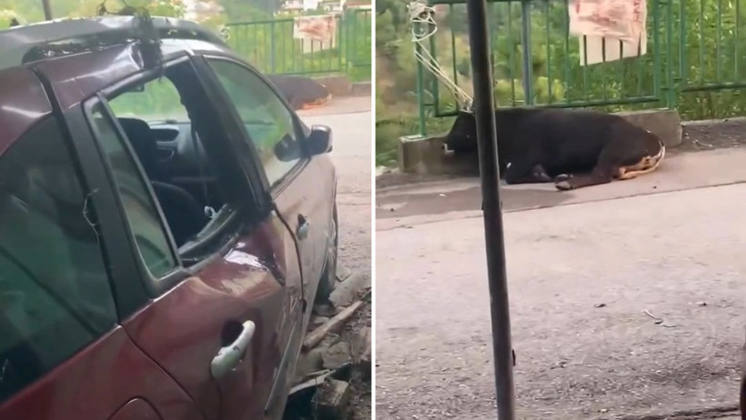 İpini koparan boğa 3 metre yükseklikten otomobilin üzerine düştü - Resim : 1