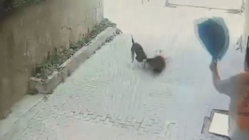 Pitbull 7 yaşındaki çocuğa saldırdı - Resim : 1