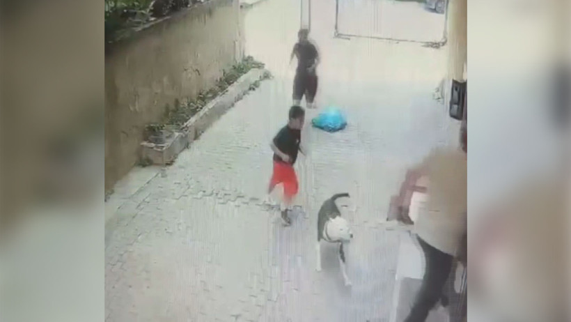 Pitbull 7 yaşındaki çocuğa saldırdı - Resim : 2