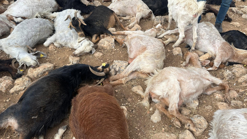 Yıldırım isabet eden 95 küçükbaş hayvan öldü - Resim : 3