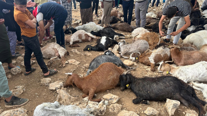 Yıldırım isabet eden 95 küçükbaş hayvan öldü - Resim : 1