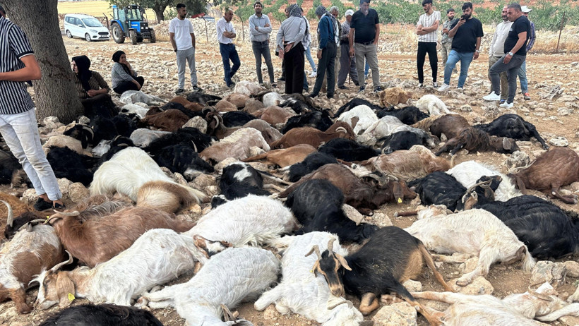 Yıldırım isabet eden 95 küçükbaş hayvan öldü - Resim : 2