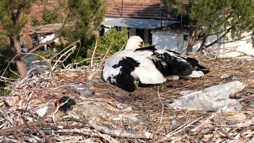 Hareketsiz kalan leylek için seferber oldular - Resim : 3