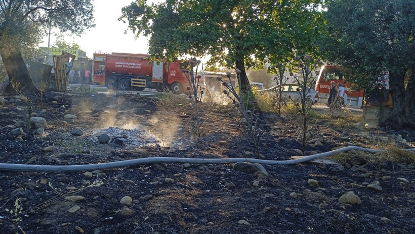 123 zeytin ağacı alev alev yandı - Resim : 1