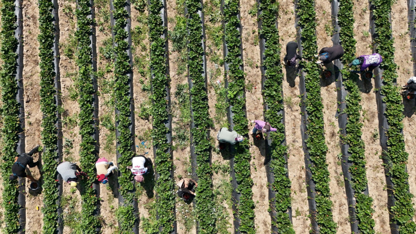 Tarlada altın değerinde! 'Kırmızı Elmas' hasadı başladı - Resim : 1