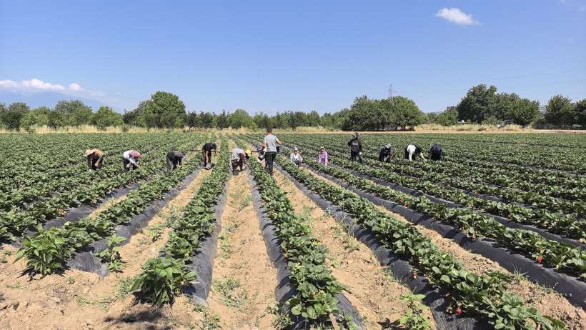 Tarlada altın değerinde! 'Kırmızı Elmas' hasadı başladı - Resim : 2