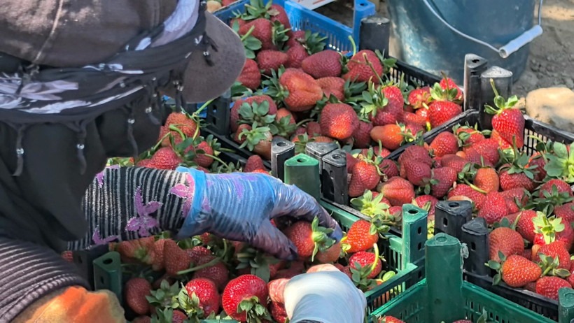Tarlada altın değerinde! 'Kırmızı Elmas' hasadı başladı - Resim : 3