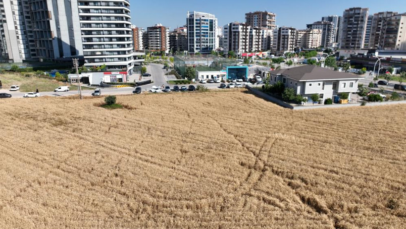 Milyon dolarlık gökdelenlerin tam ortasında hasat yapıyorlar - Resim : 2