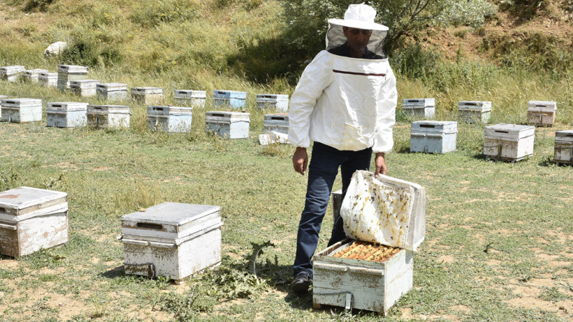 Bal üretimi düştü: Arı kayıpları kapıda! - Resim : 3