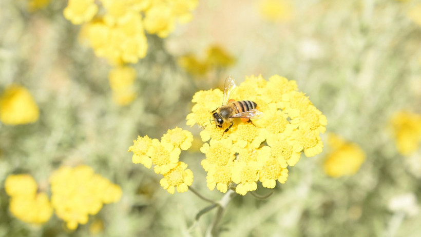 Bal üretimi düştü: Arı kayıpları kapıda! - Resim : 1
