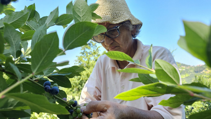 Tüm birikimini mavi yemişe yatırdı, 500 kilo ürün aldı - Resim : 2