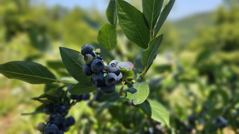 Tüm birikimini mavi yemişe yatırdı, 500 kilo ürün aldı - Resim : 1
