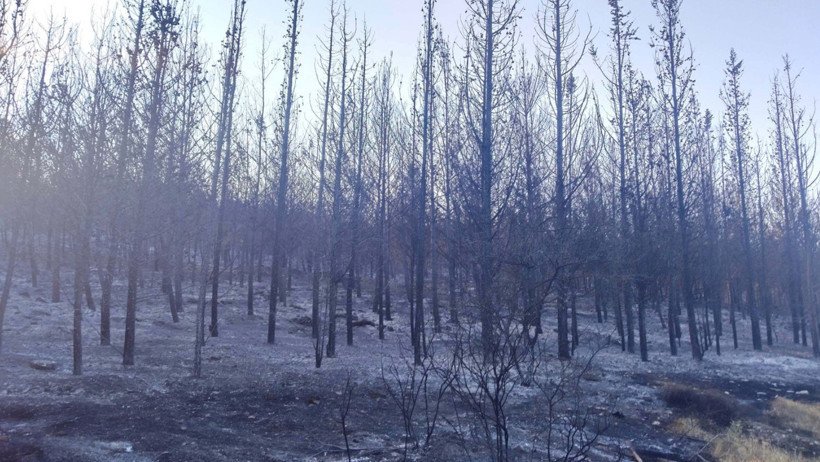 Foça-Aliağa arasında yangın! Alevler ilerliyor, evler tahliye edildi - Resim : 5