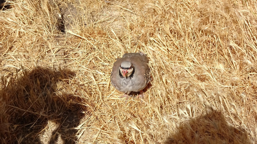 Kene ile mücadele için bin keklik doğaya salındı - Resim : 2