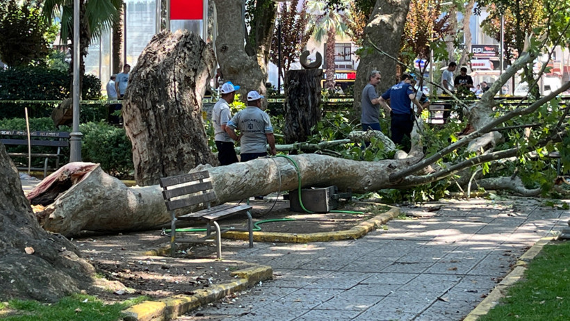 Kırılan çınar dalı can aldı - Resim : 1
