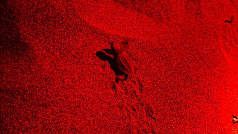 70 günlük bekleyiş sona erdi: Caretta caretta yavruları denizle buluştu - Resim : 1