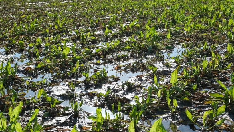 Çiftçilerin kanal isyanı: 'Bir senenin emeği sular altında kaldı' - Resim : 1