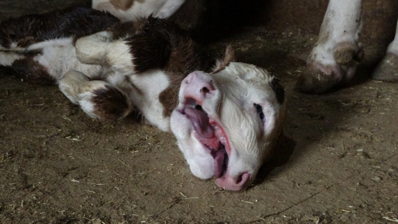 Besici gözlerine inanamadı: Malatya’da çift başlı buzağı doğdu - Resim : 1