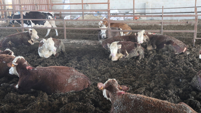Bir ayı aşkın süredir haber alınamıyor: 'Görürseniz kaçın' - Resim : 1